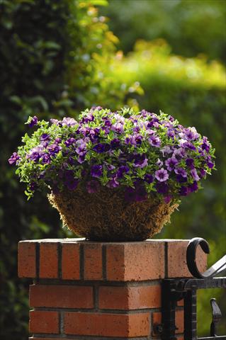 photo of flower to be used as: Bedding pot or basket Calibrachoa hybrida Cabaret™ Dark Blue