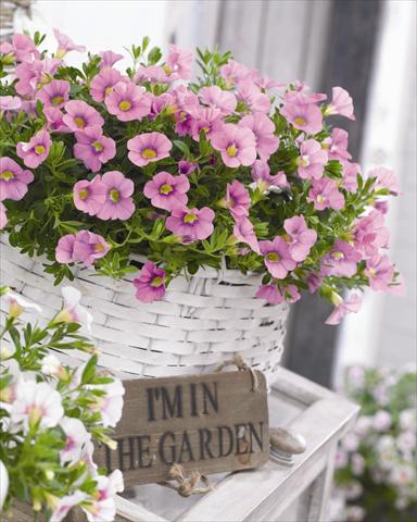 photo of flower to be used as: Bedding pot or basket Calibrachoa hybrida Cabaret™ Light Pink