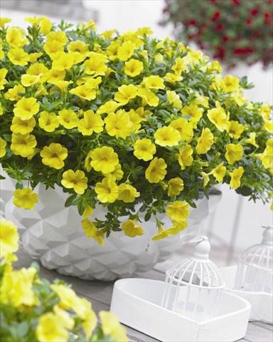 photo of flower to be used as: Bedding pot or basket Calibrachoa hybrida Cabaret™ Pure Yellow