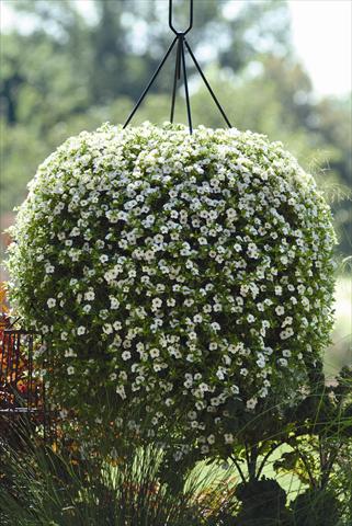 photo of flower to be used as: Bedding pot or basket Calibrachoa hybrida Cabaret™ White Improved