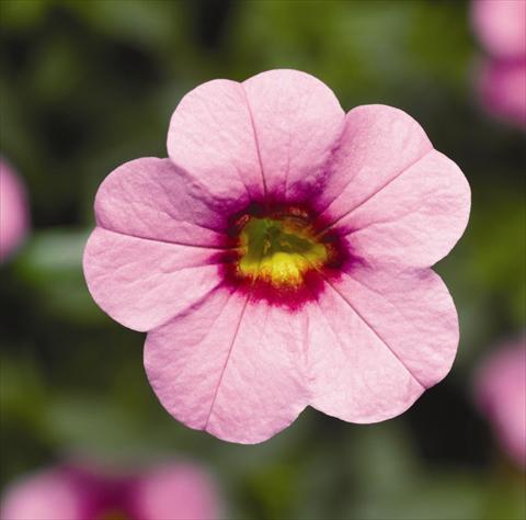 photo of flower to be used as: Bedding pot or basket Calibrachoa hybrida Can-Can® Pink With Eye