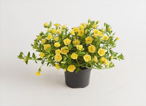 photo of flower to be used as: Bedding pot or basket Calibrachoa hybrida Can-Can® Rosies Dark Yellow