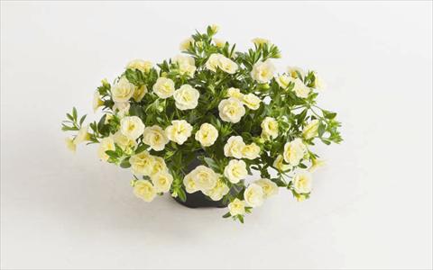 photo of flower to be used as: Bedding pot or basket Calibrachoa hybrida Can-Can® Rosies Light Yellow