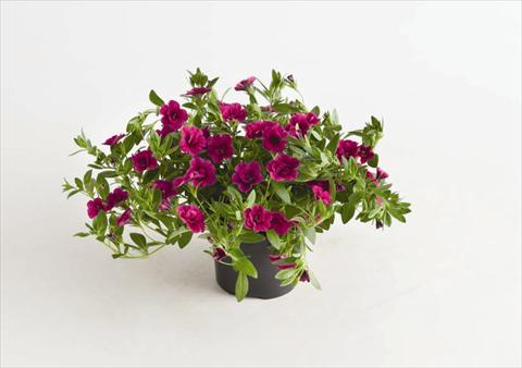 photo of flower to be used as: Bedding pot or basket Calibrachoa hybrida Can-Can® Rosies Magenta