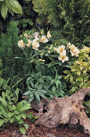 photo of flower to be used as: Bedding / border plant Alstroemeria Inca® Ice