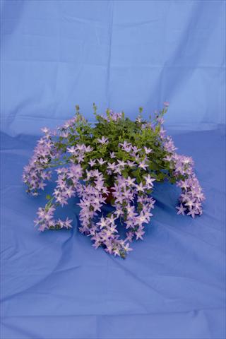 photo of flower to be used as: Pot and bedding Campanula poscharskyana Hirsch Blue