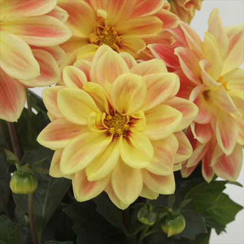 photo of flower to be used as: Pot and bedding Dahlia x hybrida Dahlietta™ Coby Orange Yellow