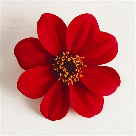 photo of flower to be used as: Pot and bedding Dahlia x hybrida Happy Days® Red