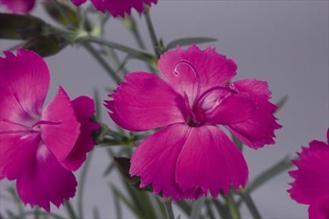 photo of flower to be used as: Pot and bedding Dianthus hybridus Dinetta Lilac