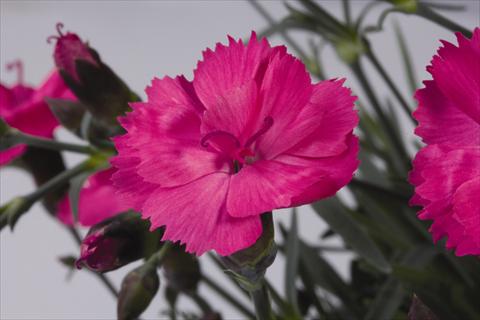 photo of flower to be used as: Pot and bedding Dianthus hybridus Dinetta Pink
