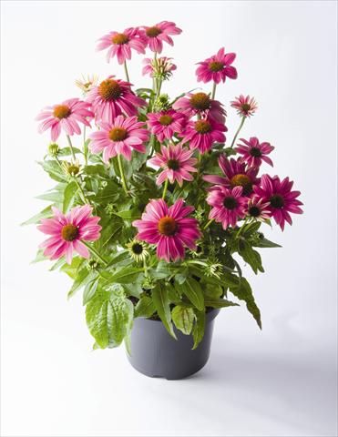 photo of flower to be used as: Pot and bedding Echinacea purpurea PowWow™ Wild Berry