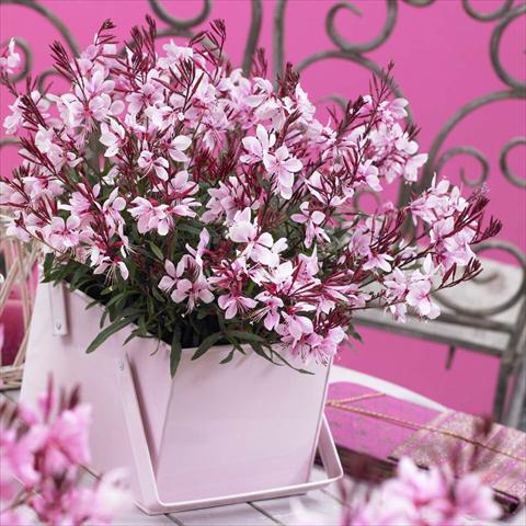 photo of flower to be used as: Pot Gaura lindheimeri Gaudi® Pink