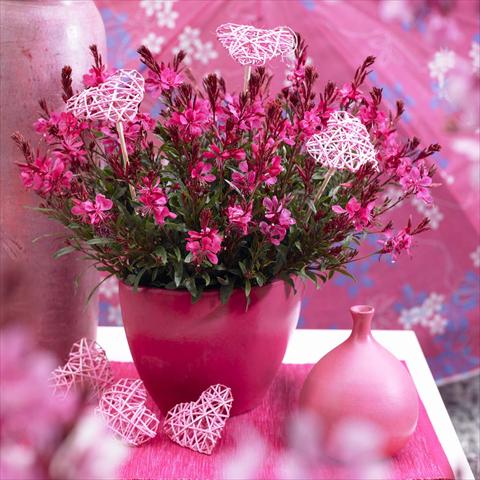 photo of flower to be used as: Pot Gaura lindheimeri Gaudi® Red