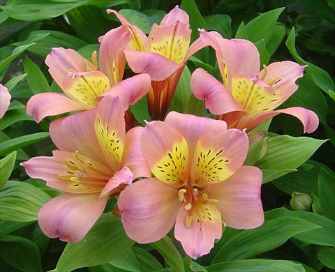 photo of flower to be used as: Bedding / border plant Alstroemeria Inca® Devotion