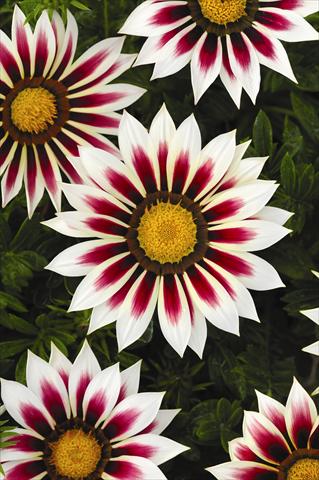 photo of flower to be used as: Pot and bedding Gazania rigens New Day Rose Stripe