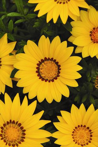 photo of flower to be used as: Pot and bedding Gazania rigens New Day Yellow Improved