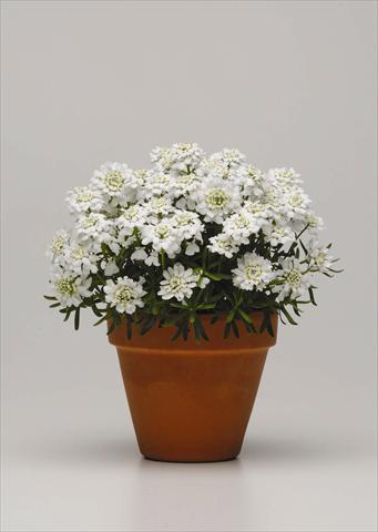 photo of flower to be used as: Pot and bedding Iberis sempervirens Whiteout