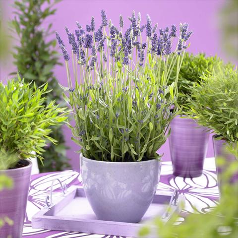 photo of flower to be used as: Pot and bedding Lavandula angustifolia Blue Lance