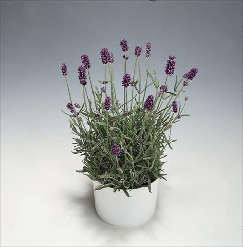 photo of flower to be used as: Pot and bedding Lavandula angustifolia Blue River