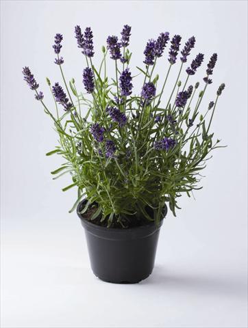 photo of flower to be used as: Pot and bedding Lavandula angustifolia Early Hidcote