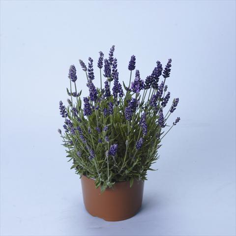 photo of flower to be used as: Pot and bedding Lavandula angustifolia Lavance® Purple