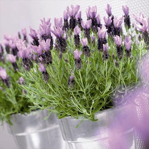 photo of flower to be used as: Pot and bedding Lavandula stoechas Little Bee® Purple