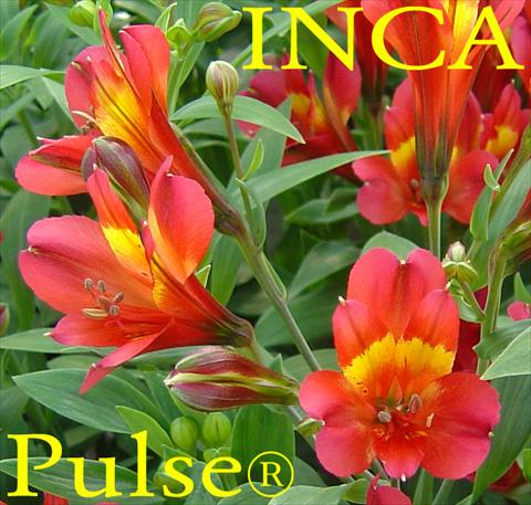 photo of flower to be used as: Bedding / border plant Alstroemeria Inca® Pulse