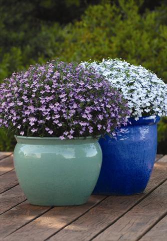 photo of flower to be used as: Pot and bedding Lobelia erinus Hot Springs™ Lavender