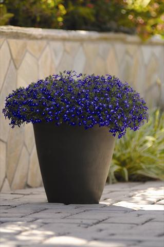 photo of flower to be used as: Pot and bedding Lobelia erinus Sweet Springs Blue