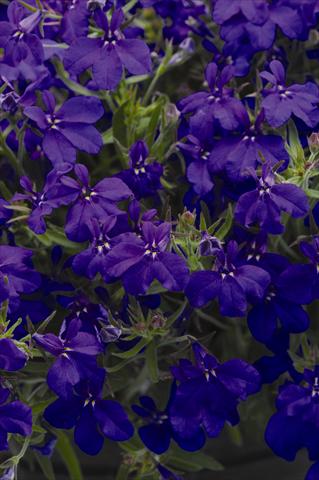 photo of flower to be used as: Pot and bedding Lobelia erinus Sweet Springs Dark Blue