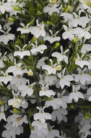 photo of flower to be used as: Pot and bedding Lobelia erinus Lobelia erinus Sweet Springs White