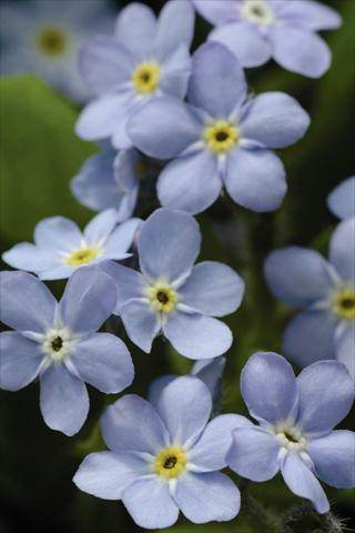 photo of flower to be used as: Pot and bedding Myosotis sylvatica Mon Amie Blue