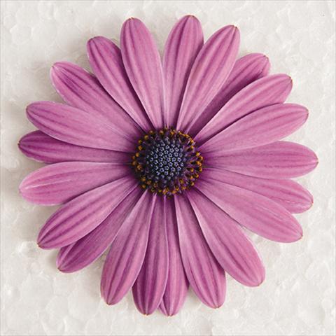 photo of flower to be used as: Pot and bedding Osteospermum ecklonis Astra® Rose Eye