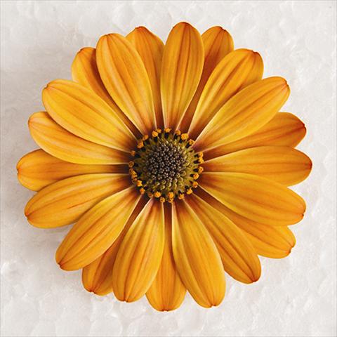 photo of flower to be used as: Pot and bedding Osteospermum ecklonis Astra® Terracotta