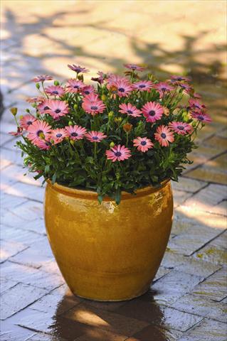 photo of flower to be used as: Pot and bedding Osteospermum ecklonis Serenity™ Rose Magic - Rose White