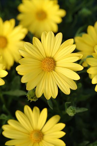 photo of flower to be used as: Pot and bedding Osteospermum ecklonis Voltage™ Yellow