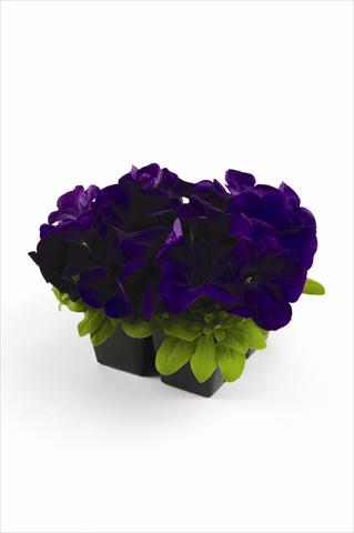 photo of flower to be used as: Pot and bedding Petunia grandiflora Pacta Parade Blue