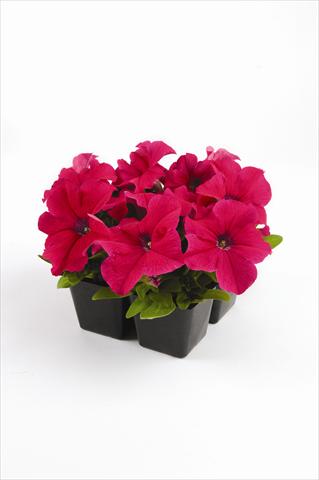 photo of flower to be used as: Bedding pot or basket Petunia grandiflora Pacta Parade Pink-Rose