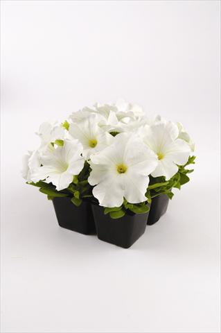 photo of flower to be used as: Bedding pot or basket Petunia grandiflora Pacta Parade White