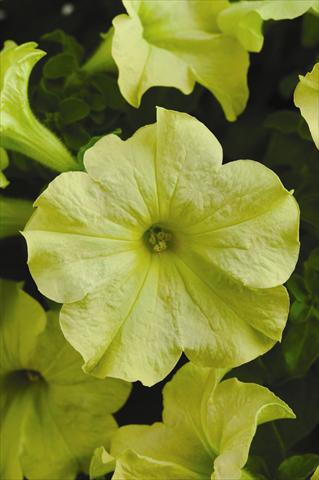 photo of flower to be used as: Bedding pot or basket Petunia grandiflora Sophistica F1 Lime Green