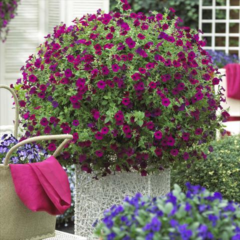 photo of flower to be used as: Bedding pot or basket Petunia hybrida Blanket™ Zinfandel
