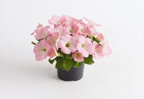 photo of flower to be used as: Bedding pot or basket Petunia hybrida GO!Tunia® Light Pink