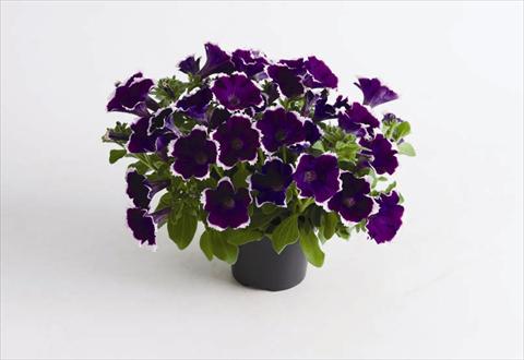 photo of flower to be used as: Pot and bedding Petunia hybrida Viva® Picotee Blue