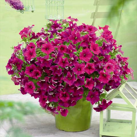 photo of flower to be used as: Pot and bedding Petunia hybrida GO!Tunia® Neon Pink
