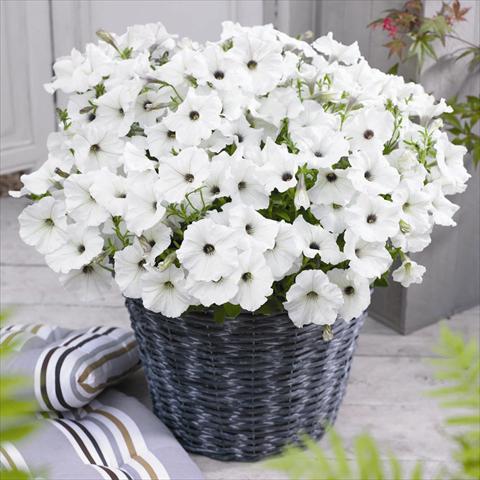 photo of flower to be used as: Pot and bedding Petunia hybrida GO!Tunia® White