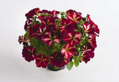 photo of flower to be used as: Pot and bedding Petunia hybrida Mystical® Cha Ching
