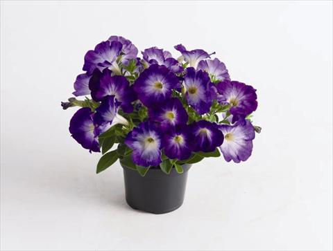 photo of flower to be used as: Pot and bedding Petunia hybrida Viva® Blue Morn