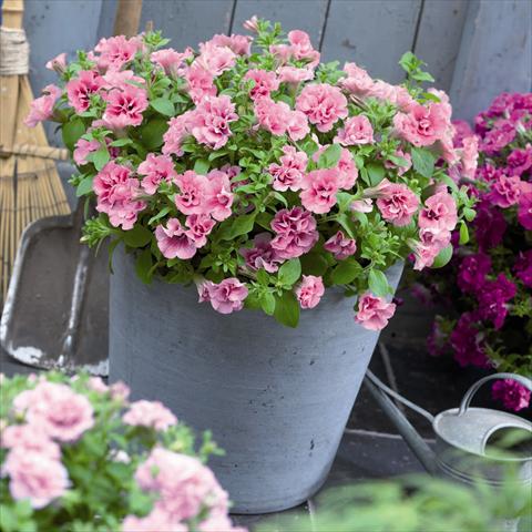photo of flower to be used as: Pot and bedding Petunia hybrida Viva® Double Pink