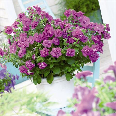 photo of flower to be used as: Pot and bedding Petunia hybrida Viva® Double Purple