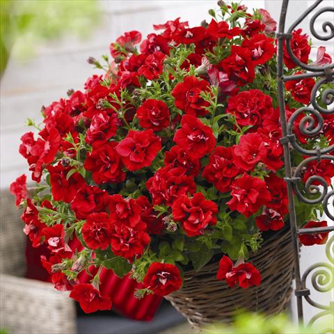 photo of flower to be used as: Pot and bedding Petunia hybrida Viva® Double Red